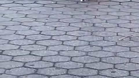 Dog on leash walks in hilariously bizarre manner
