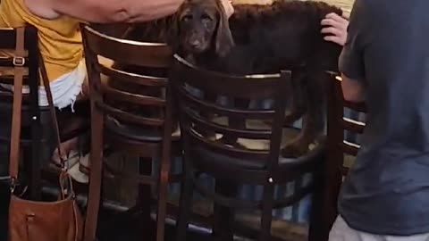 Classy Pups