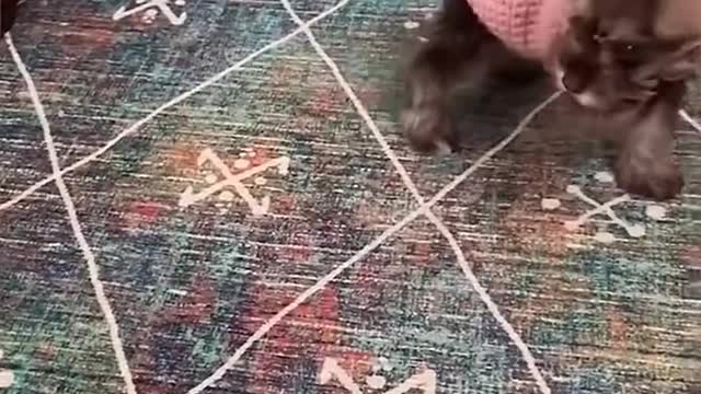Meow Wang game in the gun dance war