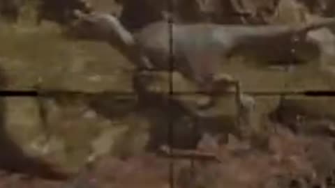The Wilderness Encounter That CHANGED Everything!