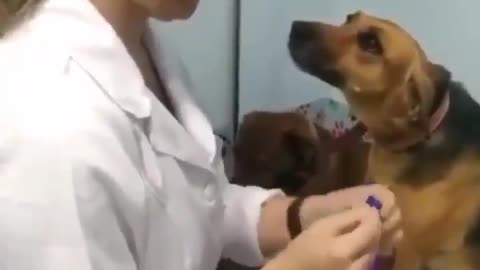 Dog lovingly stares at vet giving it injection