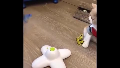 One cat is black and white, the other solid black.