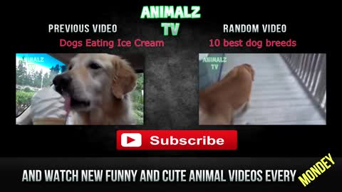 Dogs And Cats Reaction To Fart - TRY NOT TO LAUGH | Pets City