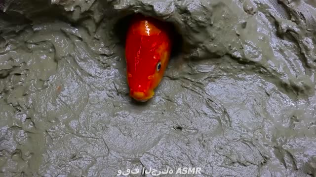 Rainbow Fish Funny Experiment Video - Pink Catfish, Electric Eel | Primitive Cooking وقف الحركة ASMR