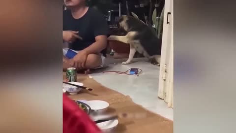 Best Friend Cat and Dog