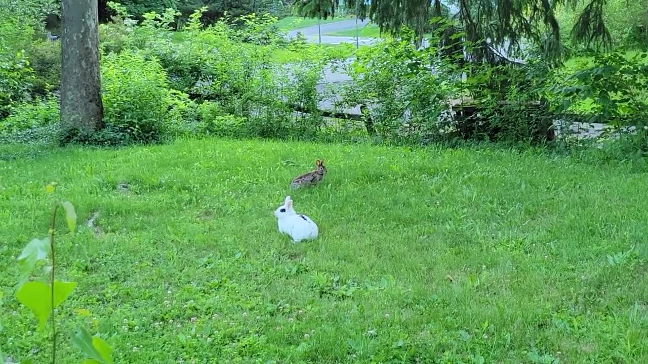 Pet Rabbit Meets Wild Rabbit For The First Time