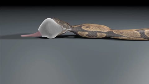 How A Snake Eats by:Alicia Henry