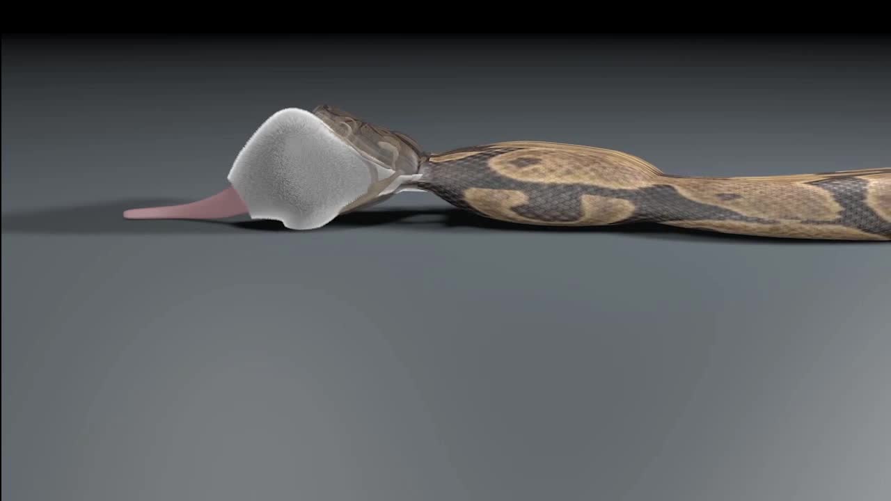 How A Snake Eats by:Alicia Henry