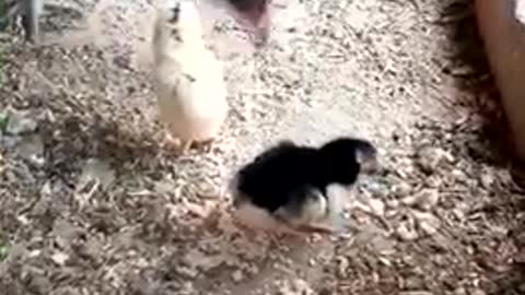 New born hen’s baby