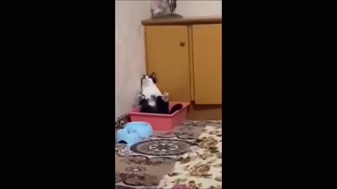 Funniest Animals 😂 New Funny Cats and Dogs Videos 😻🐶