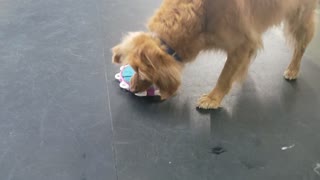 Remi chewing on a treat puzzle.