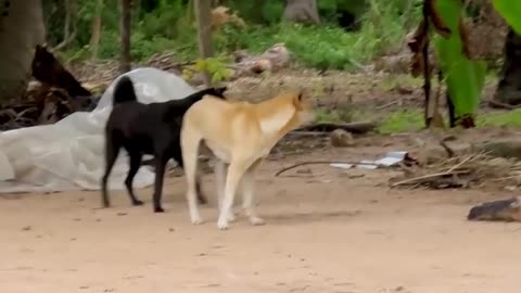 Wow!!! Fake Tiger Prank Monkey Funny