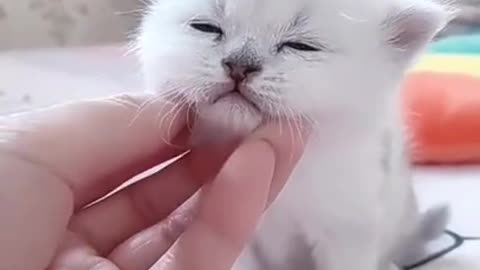 Watch this cute baby kitten