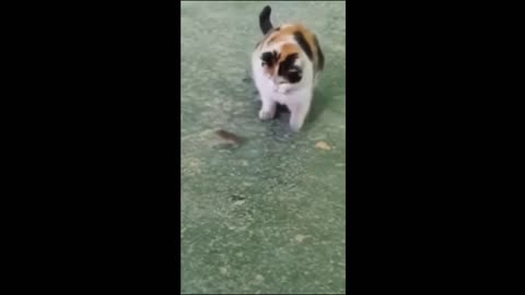 Funny Cats/Dogs