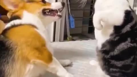 Dog and cat fighter