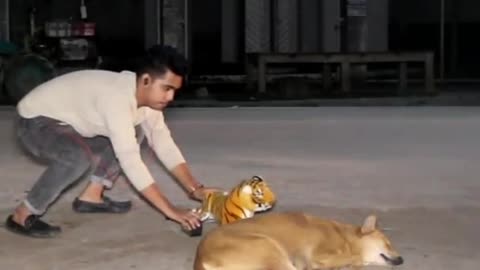 Dog funny videos