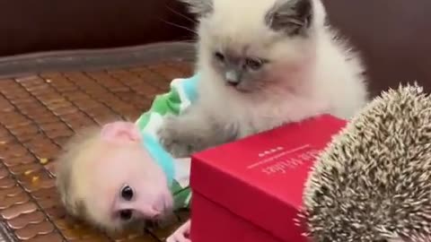 "Animals are such agreeable friends ― they ask no questions, they pass no criticisms."