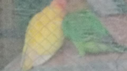 Love bird