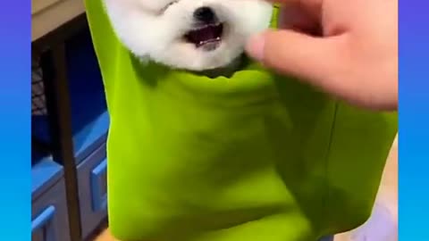Funny and Cute Dog Video Compilation_#short