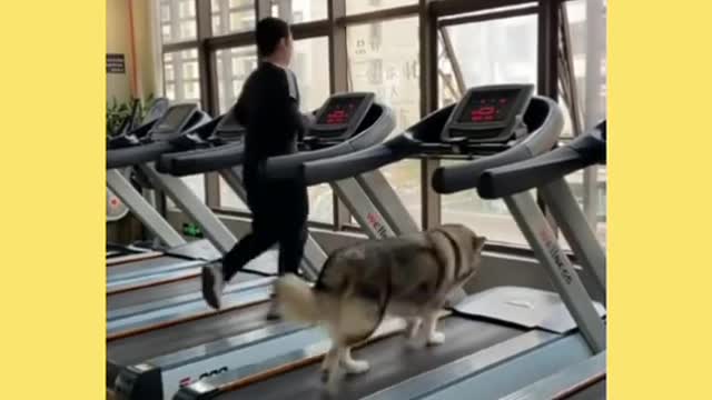 Funny and cute dog video compilation #viral #shorts