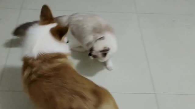 Cat and dog fight, who loses who wins