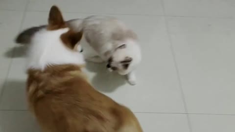 Cat and dog fight, who loses who wins