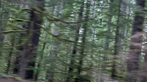 Searching for Big Foot 3
