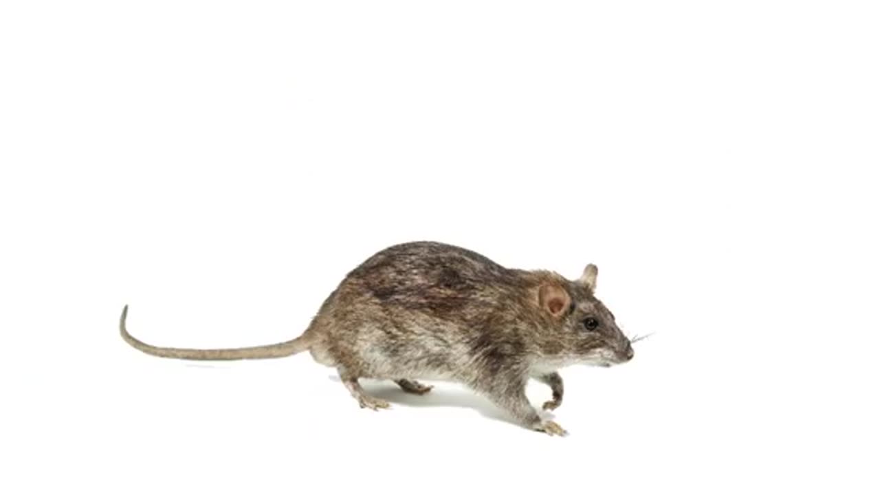 Rat