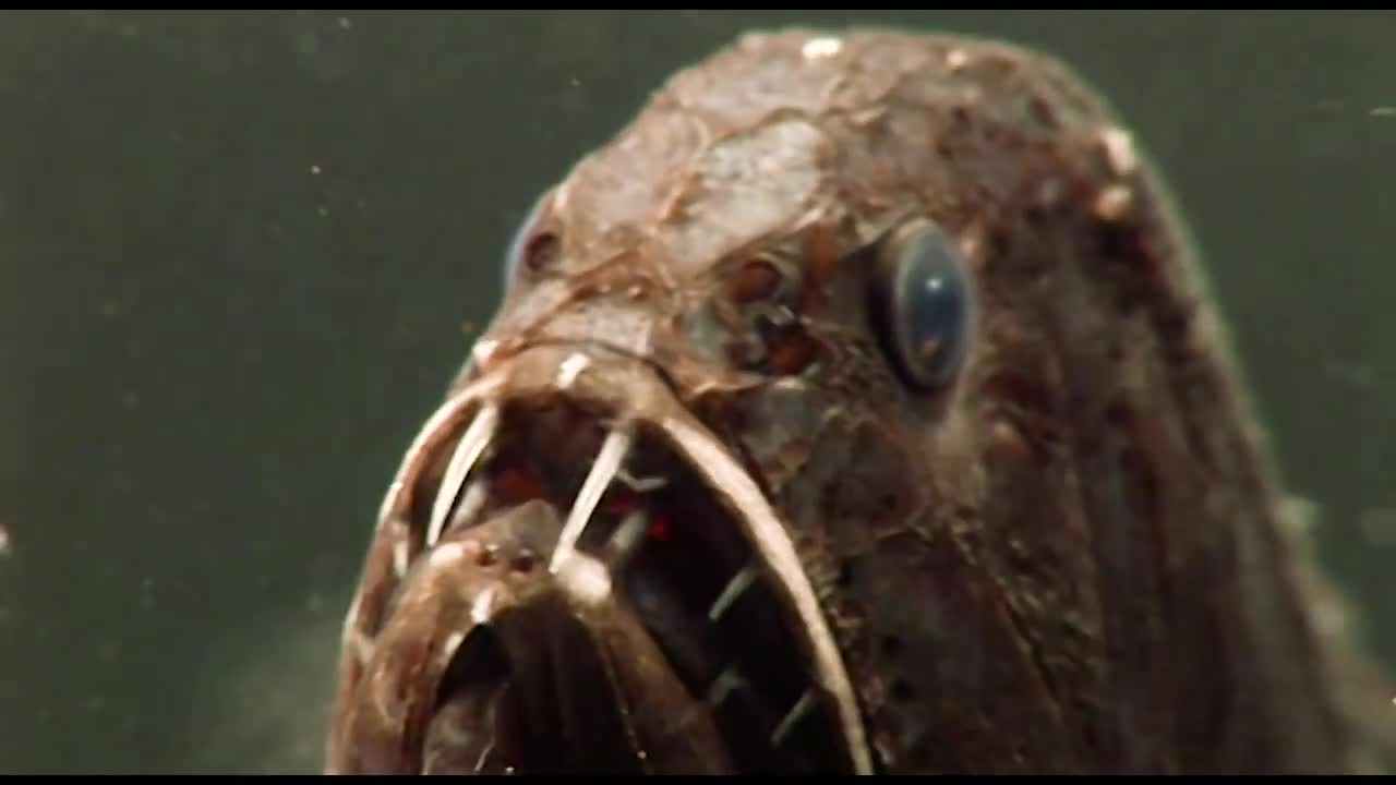 Fangtooth - deep sea fish with massive teeth chomps shrimp