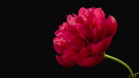 Blooming flower on black background