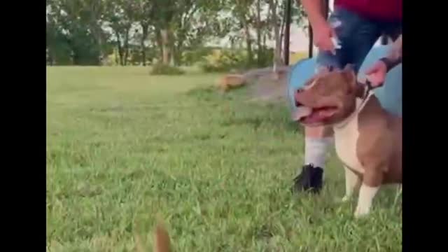 Many people make mistakes, only dogs can forgive.