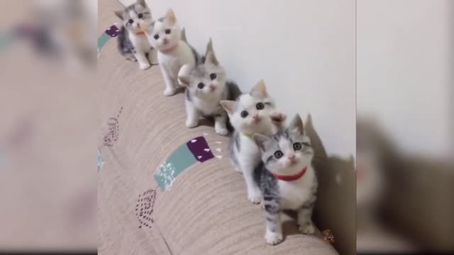 Funny Cat Compilation Video part 1