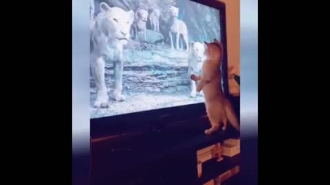FUNNT CATS
