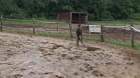 Swamp Fox