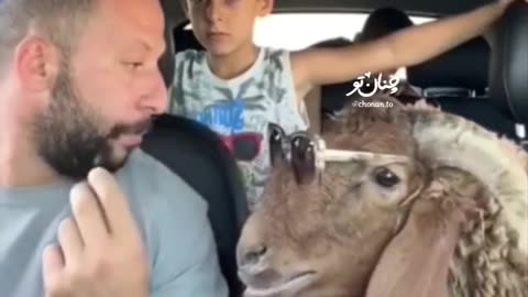 talking sheep