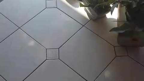 Battle of the mini cats
