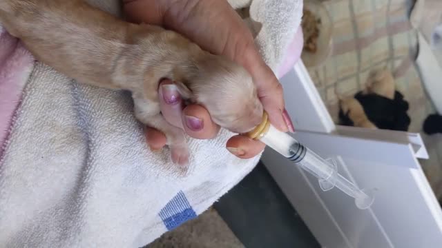 Day old Labradoodle pup