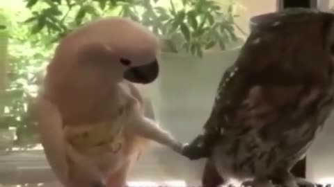 Best Funny Animal Videos of the year (2021), funniest animals ever. relax with cute animals.AWW anim