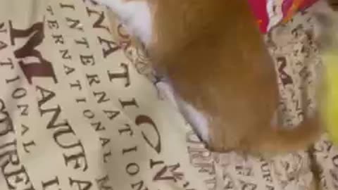 Cats jumping and playing
