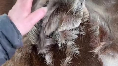 Horse Hair Trimming