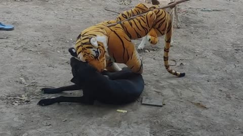 Fake tiger prank dog fanny video