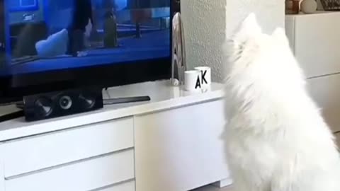 DOG BARKING VIDEO