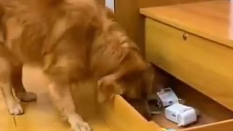 Cutie puppy...smart dog compilation 😍