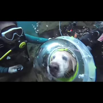 Dog Under Water
