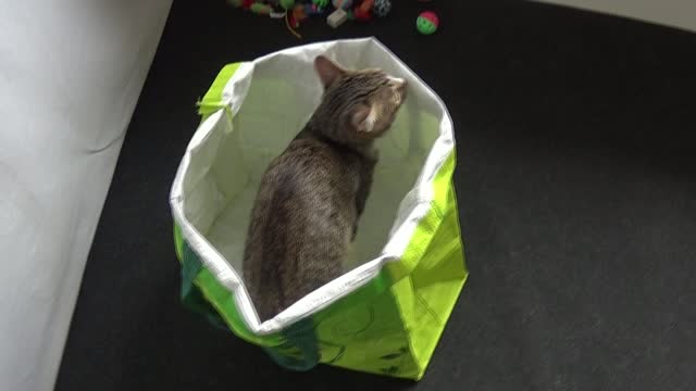 Funny Kitten Chases His Tail in a Large Shopping Bag