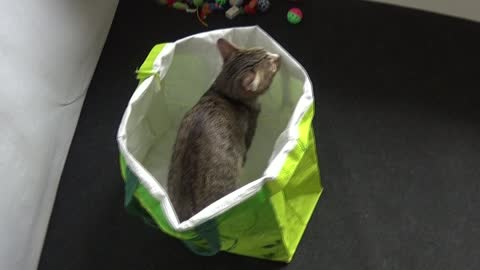 Funny Kitten Chases His Tail in a Large Shopping Bag