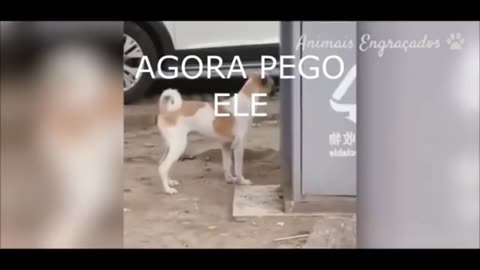 crazy puppy