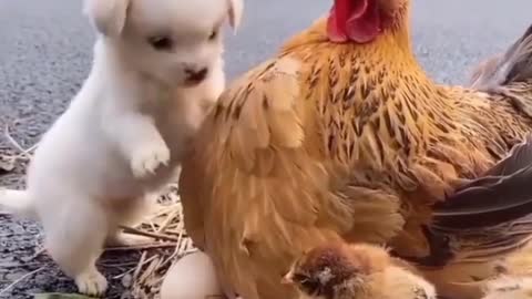 Chick and puppy friendship