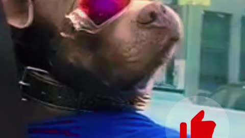 best funny cats and dogs videos 2024,