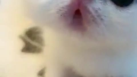 Cute kitty - cat training